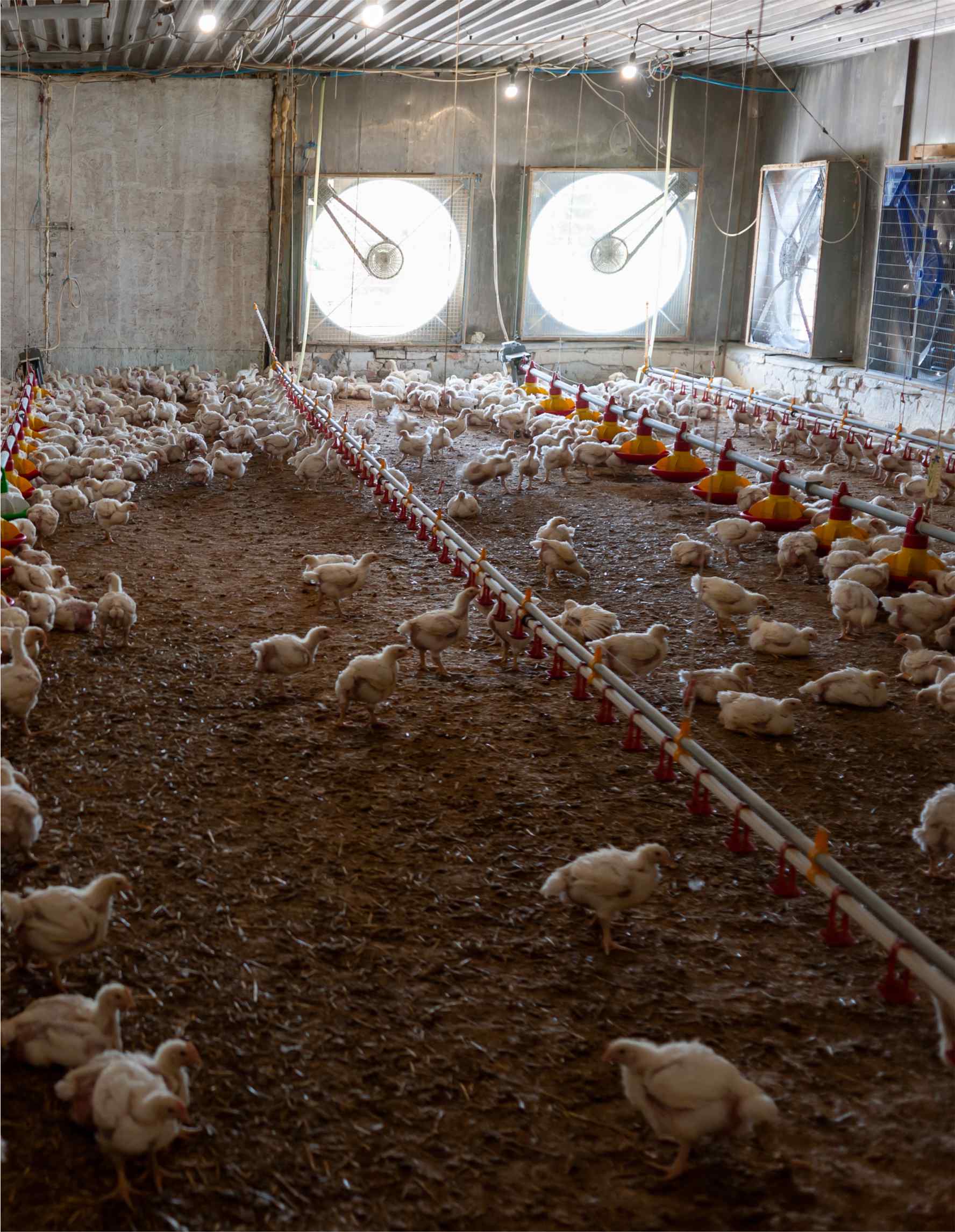 ventilação de produção animal lusoqueima